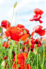 Field with red translucent poppy flowers in rays of sunlight.