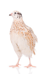 Cute adult quail