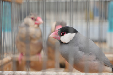 Bird market in Paris