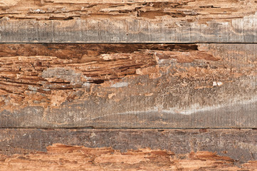 Traces of termites eat old wood.