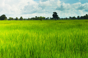 Rice field