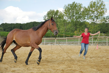 Close-up of Horse in farm.