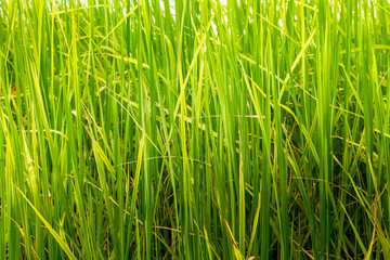 Rice in Green