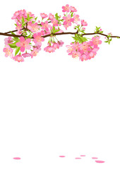 Kirschblüten im Frühling - Schöne rosa farbige Sakura Kirschbaumblüten. Blüten isoliert auf weißem Hintergrund. Traditionelles japanisches Kirschlbütenfest. Springtime Cherry Blossom Beauties.
