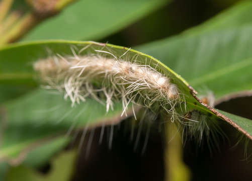 worm