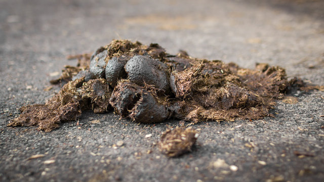 Big horse droppings on an asphalt road