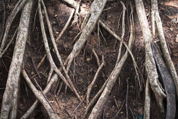 The roots of the  tree