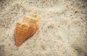 Seashells on sand beach