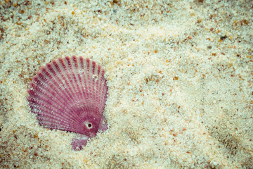Seashells on sand beach
