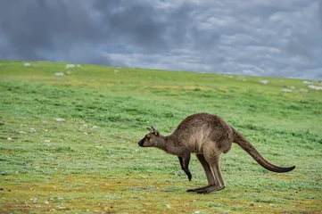 Cercles muraux Kangourou portrait de kangourou sautant portrait en gros plan