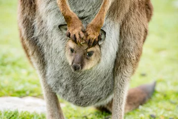 Papier Peint photo Lavable Kangourou Portrait de mère et de fils de kangourou