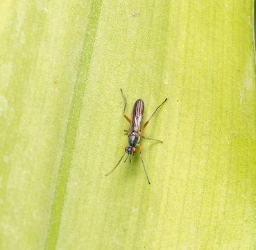 bug
