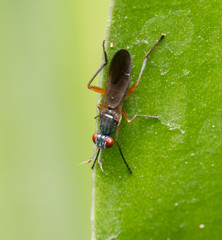 bug