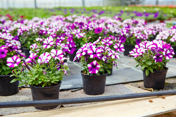 Cultivation of different flowers in greenhouse