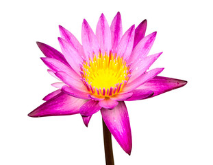 purple lotus isolated on white