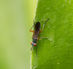 bug