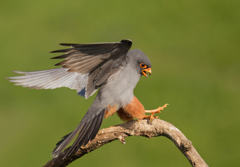 Male of red footed falcon landing on the branch, clean green background, Hungary, Europe