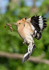 Eurasian hoopoe in flight, large insect in beak, closeup, clean green background, Hungary, Europe