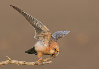 Female red footed falcon taking off, clean background, Hungary, Europe