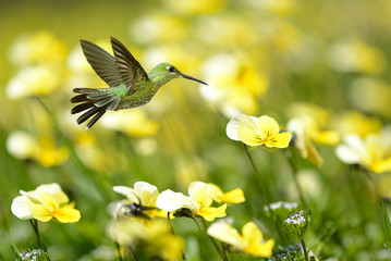 Hummingbird on yellow summer background