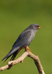 Male of red footed falcon sitting on the branch, clean green background, Hungary, Europe