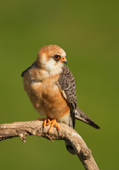 Female of red footed falcon sitting on the branch, clean green background, Hungary, Europe