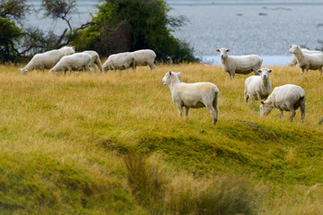 Obraz na płótnie Canvas Sheep with New Zealand Landscape