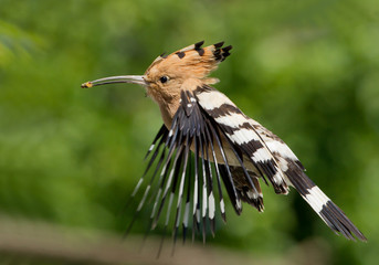 Eurasian hoopoe in flight, closeup, insect in beak, clean green background, Hungary, Europe © mzphoto11