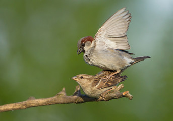 Pair of european sparrows mating on perch, clean green background, Hungary, Europe
