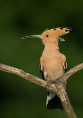 Eurasian hoopoe with insect in the beak, closeup, clean green background, Hungary, Europe