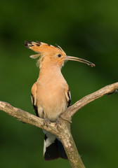 Eurasian hoopoe with insect in the beak, closeup, clean green background, Hungary, Europe