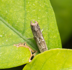 bug