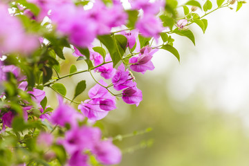 Pink bougainvillea flowers