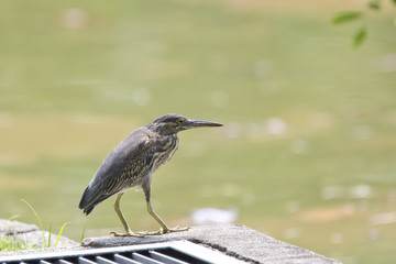 Striated Heron, also called Little Heron, (Butorides striata) ad