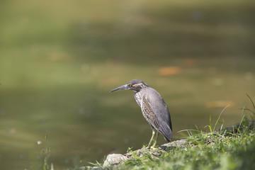 Striated Heron, also called Little Heron, (Butorides striata) ad