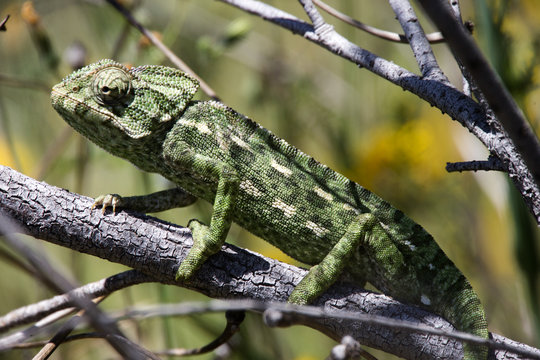 Mediterranean Chameleon, Ria Formosa Nature Park, Portugal.