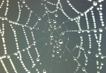 Dew on a spider web