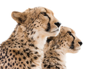 Cheetahs Portrait white background - obrazy, fototapety, plakaty