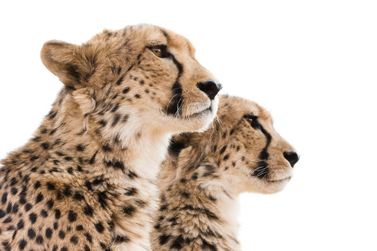 Cheetahs Portrait white background
