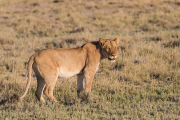 Fototapeta na wymiar Female Lion alone