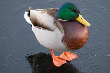 Duck on ice