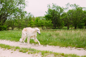 Obraz na płótnie Canvas Beautiful White Russian Borzoi Borzaya Hunting Dog running in fo