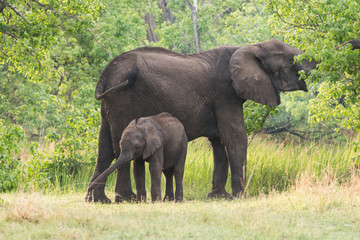 Fototapeta premium Mom and baby Elephant