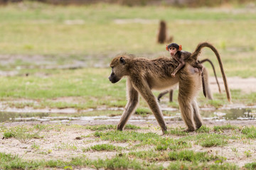 Young baby baboon on moms back