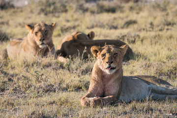 Lion Group in Etosha