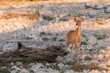 Female Kudu alone at waterhole