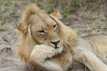 Lion resting chin