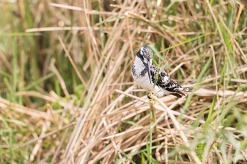 Pied Kingfisher