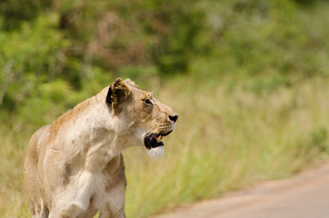 Single female lioness standing on road looking off camera, Kruge