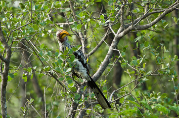 Yellow-Billed Hornbill in Tree